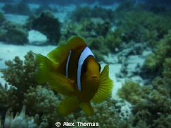 Inquisitive Clown Fish by Alex Thomas 